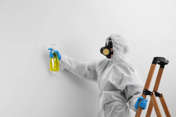 Mold Removal Services